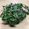 PENTAS 13 CM STARCLUSTER ROSE 1X6